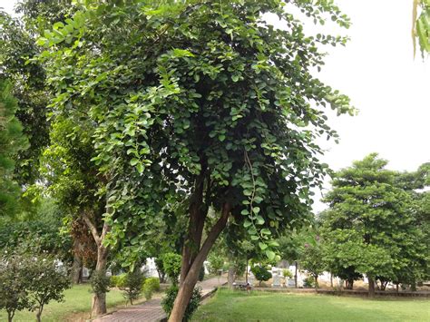 Plants of Lahore: Lassora tree- Cordia obliqua