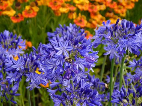 Agapanthus care: the best tips and tricks - Global Gardening Secrets