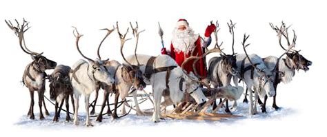 Five ways reindeer are perfectly evolved for pulling Santa's sleigh