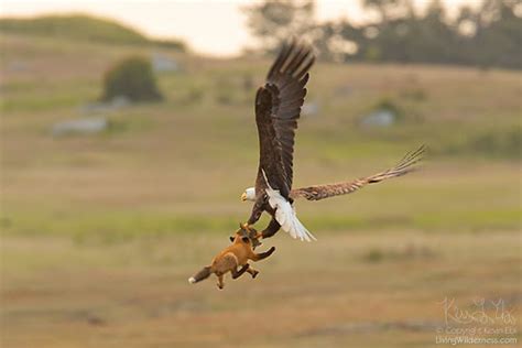 Living Wilderness: Eagle, fox, rabbit: One year later