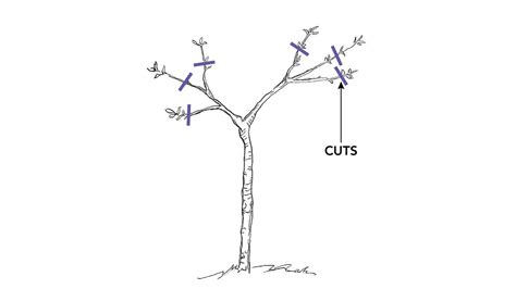 How to Prune Dwarf Fruit Trees - FineGardening