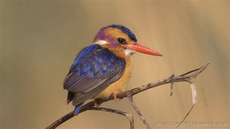 African Pygmy Kingfisher Archives - John Caddick | John Caddick