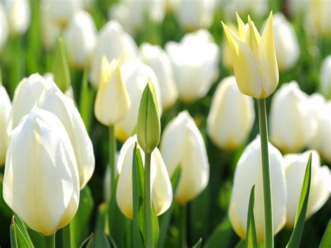 White Tulips Wallpaper - WallpaperSafari