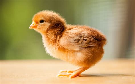 Rhode Island Red Chicken - Breed Profile & Facts - LearnPoultry