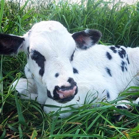 Dairy Good Life: Baby Calf Names of 2014