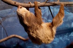 Hoffmann’s Two-Toed Sloth