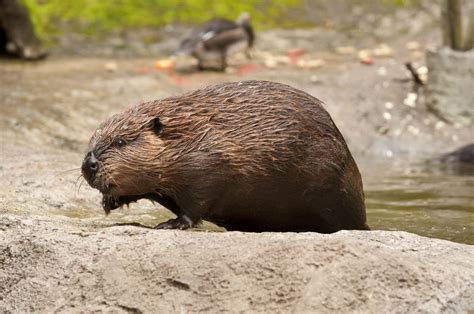 American beaver | Oregon Zoo