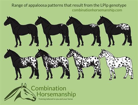 Introduction to: Appaloosa Patterns & Genetics - Good Horse