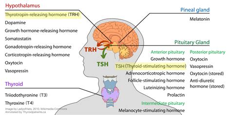 hypothalamus-pituitary-Hormones – Thyroid Patients Canada