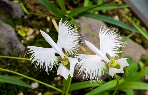 Two,White,Egret,Flowers,(fringed,Orchid,,Habenaria,Radiata,,Sagiso ...