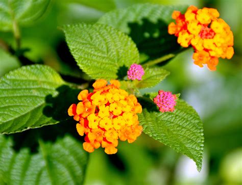 File:Lantana camara.jpg