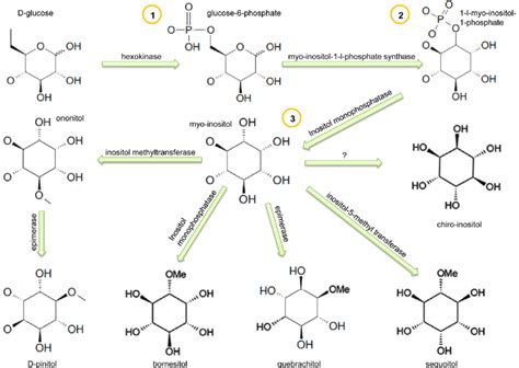 Schematic representation of cyclitols synthesis in plants | Download Scientific Diagram