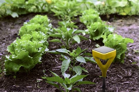 10 Best Gardening Gadgets To Buy For Summer - Wiproo