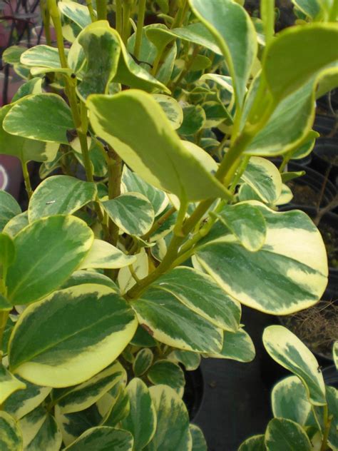 Griselinia littoralis Variegata AGM