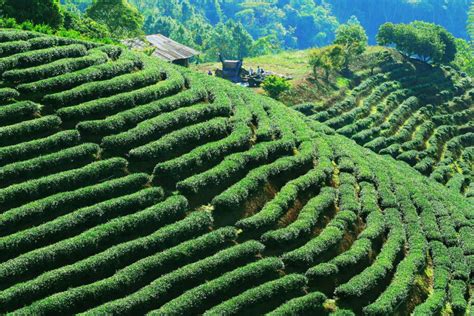 Tea plantations around the world – breathtaking photos – 1001 Tea Facts