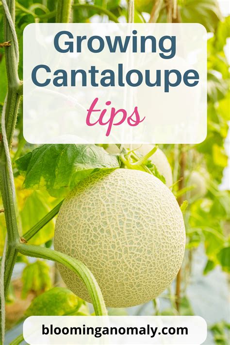 Great Growing Cantaloupe Tips for Beginners - Blooming Anomaly