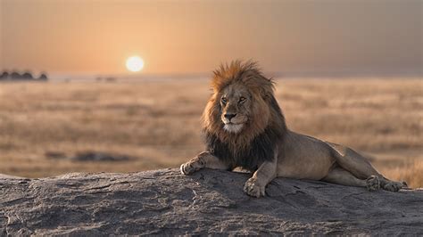 Massive lion fends off more than 20 hyenas during attack, wild video shows | Fox News