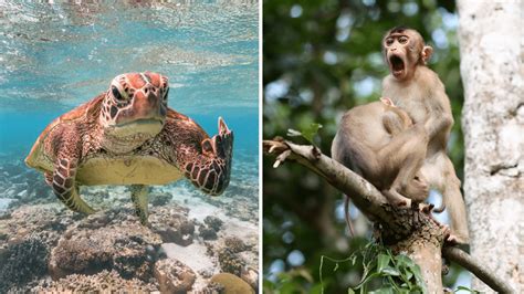 The Comedy Wildlife Photography Awards Has Released The Finalists Images And They're Hilarious