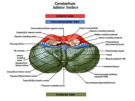 Anatomy of cerebellum