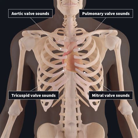 Listening to the valves of the heart | Complete Anatomy