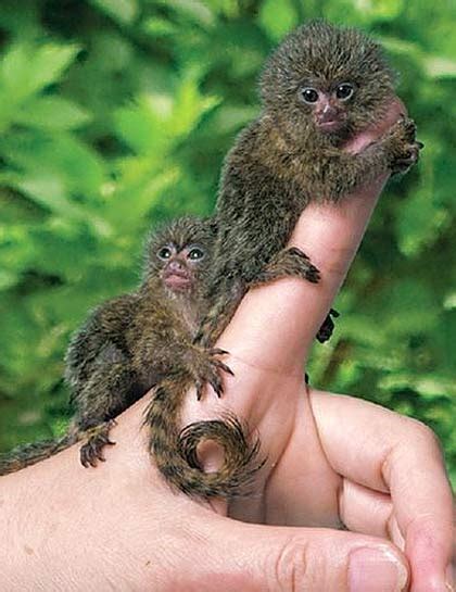 Pygmy Marmoset - The Smallest Monkey | Animal Pictures and Facts | FactZoo.com