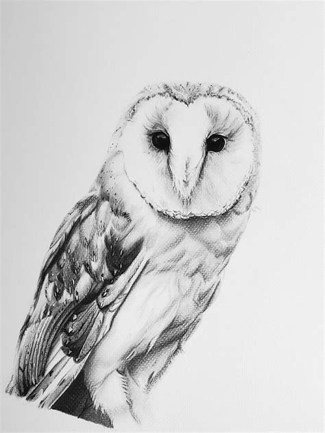 Owl sketch - limoboard