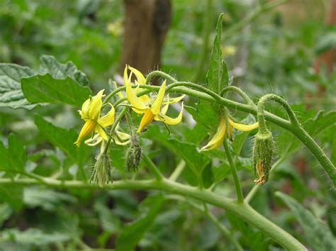 Solanum lycopersicum L. | Plants of the World Online | Kew Science