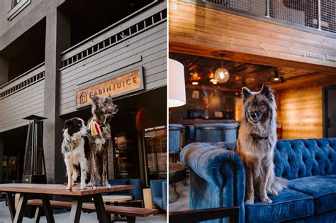 Breckenridge Dog-Friendly Travel Guide: Where to Stay, Eat, Drink, and More