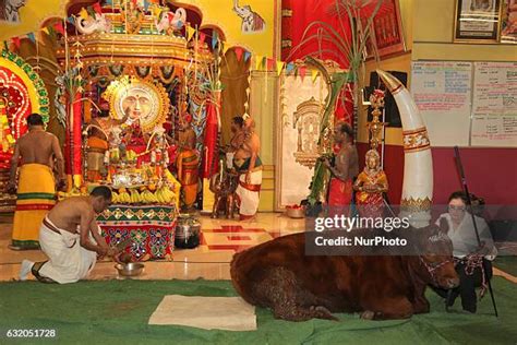 182 Cow Puja Stock Photos, High-Res Pictures, and Images - Getty Images