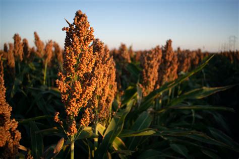 The 30 Biggest Crops in the U.S. - TheStreet