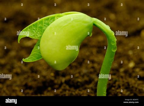 Lima Bean Stages Of Growth