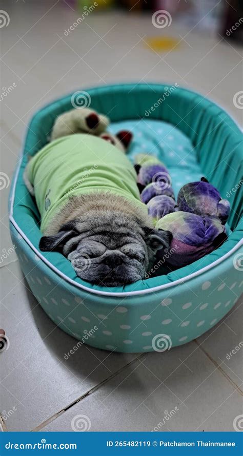 One Pug, Cute Fat Dog Sleeping in Bed at Home Stock Image - Image of purple, mammal: 265482119