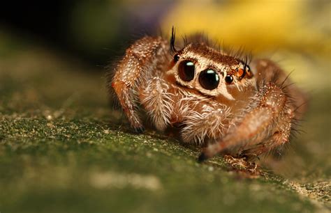 Jumping Spiders (Big Photo(graph)s and Videos) in Off-Topic (OT) Forum