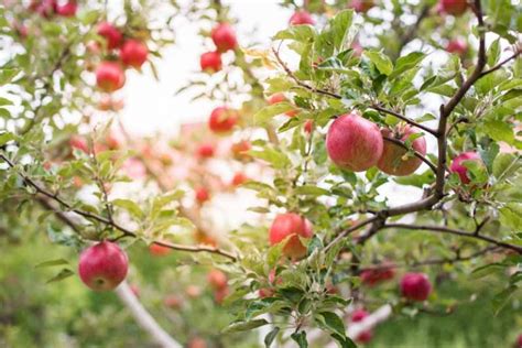 19 Best Apple Tree Varieties (with a Guide to Flowering Groups) | Gardener's Path