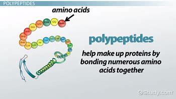 Polypeptide Amino Acids