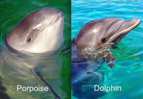 Difference Between Dolphin and Porpoise | Animal Differences