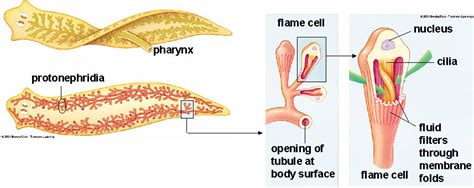 Which organ allows flatworms to excrete waste materials from their bodies? | Socratic