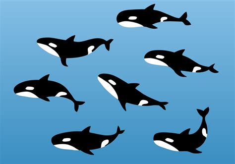 Free Killer Whale Vector - Download Free Vector Art, Stock Graphics & Images