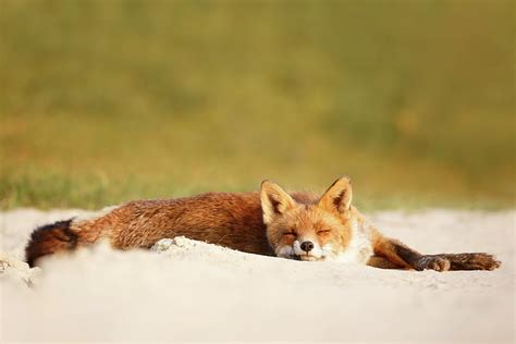 Lazy Fox is Lazy II Photograph by Roeselien Raimond - Fine Art America