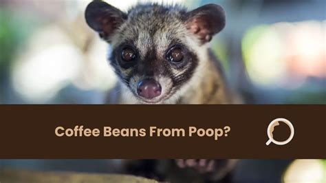 Coffee Beans From Poop? What Animal - Monkey Or Cat? - Everything About ...