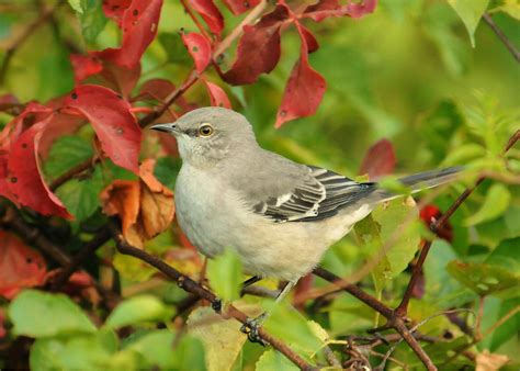 Northern Mockingbird | The Nature of Delaware