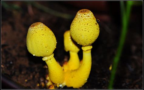 flowerpot parasol (Common Mushrooms of Chhattisgarh, India) · iNaturalist