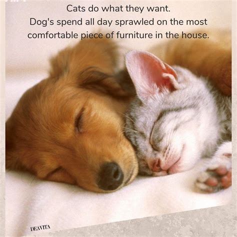 funny quotes with super cute photos Cats vs Dogs #cats #dogs #funny # ...