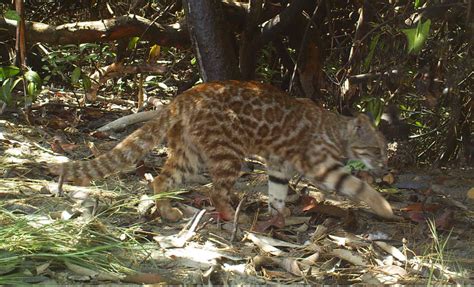 Pampas Cats of Peru – International Society for Endangered Cats (ISEC ...