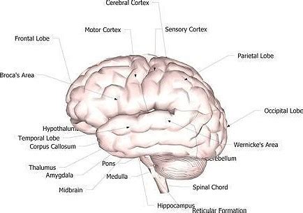 3d Model Brain With Labeled Parts And Areas Cgtrader - vrogue.co