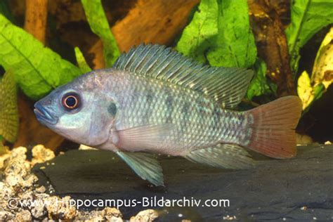 Oreochromis niloticus niloticus (Nile Tilapia) — Seriously Fish