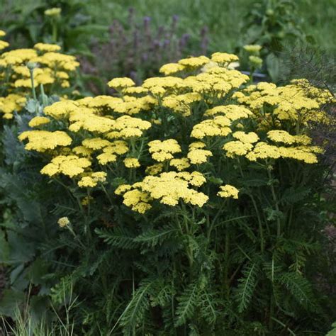 Photo Essay | 16 Yellow Perennials | Perennial Resource