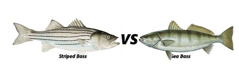 Duel: Striped Bass Vs Sea Bass, Who's The Best Tasting Bass?