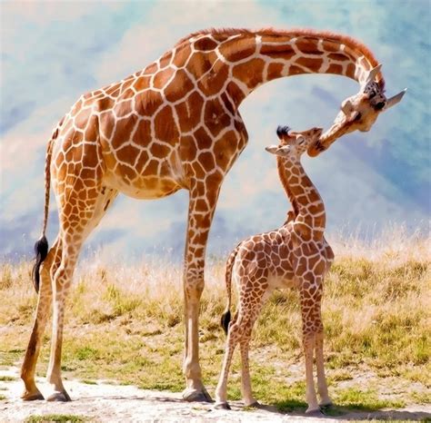 The kiss. | Animals beautiful, Giraffe, Giraffe pictures