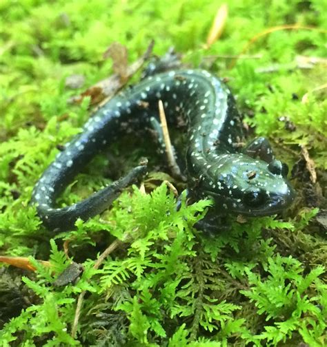 Plethodon kentucki | Amphibians, Animals, Reptiles